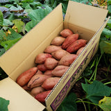 【最高金賞受賞】種子島安納いも　5kg・20kg